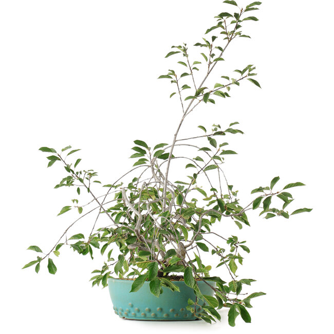 Prunus, 58,5 cm, ± 6 años, cultivado a mano y diseñado por el propio Mario Komsta