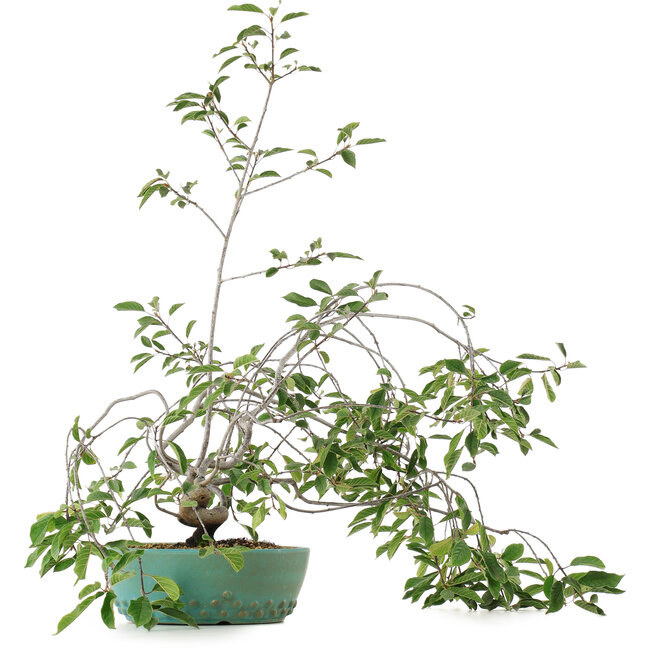 Prunus, 58,5 cm, ± 6 años, cultivado a mano y diseñado por el propio Mario Komsta