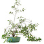 Prunus, 58,5 cm, ± 6 jaar oud, met de hand gekweekt en gestyled door Mario Komsta zelf