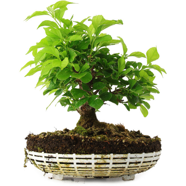 Celastrus orbiculatus, 20 cm, ± 6 ans, cultivé et stylisé personnellement par Mario Komsta lui-même