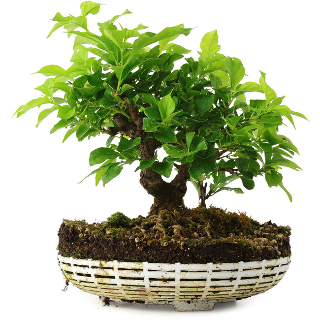 Celastrus orbiculatus, 20 cm, ± 6 años, cultivado y diseñado personalmente por el propio Mario Komsta