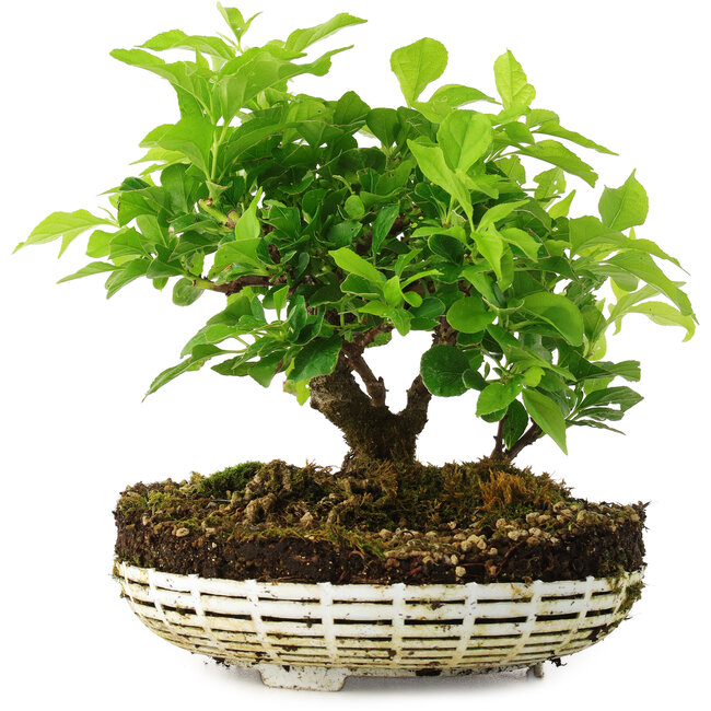 Celastrus orbiculatus, 20 cm, ± 6 años, cultivado y diseñado personalmente por el propio Mario Komsta