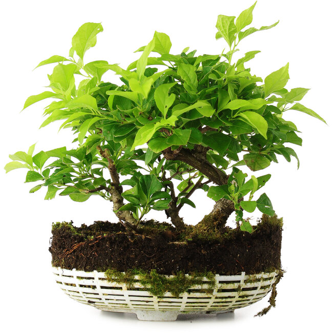 Celastrus orbiculatus, 18 cm, ± 6 años, cultivado a mano y diseñado personalmente por Mario Komsta