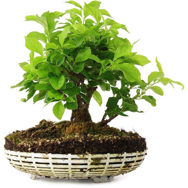 Celastrus orbiculatus, 20 cm, ± 6 years old, personally grown and styled by Mario Komsta himself