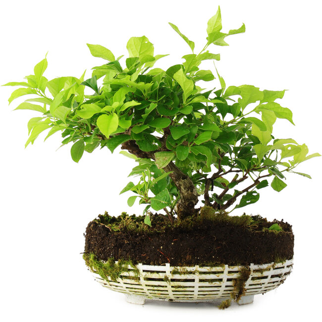 Celastrus orbiculatus, 18 cm, ± 6 jaar oud, met de hand gekweekt en persoonlijk gestyled door Mario Komsta