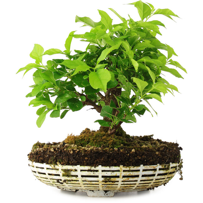 Celastrus orbiculatus, 20 cm, ± 6 years old, personally grown and styled by Mario Komsta himself