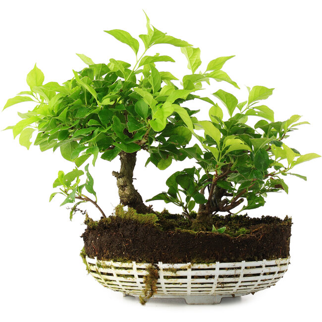 Celastrus orbiculatus, 18 cm, ± 6 years old, hand-grown and styled by Mario Komsta in person