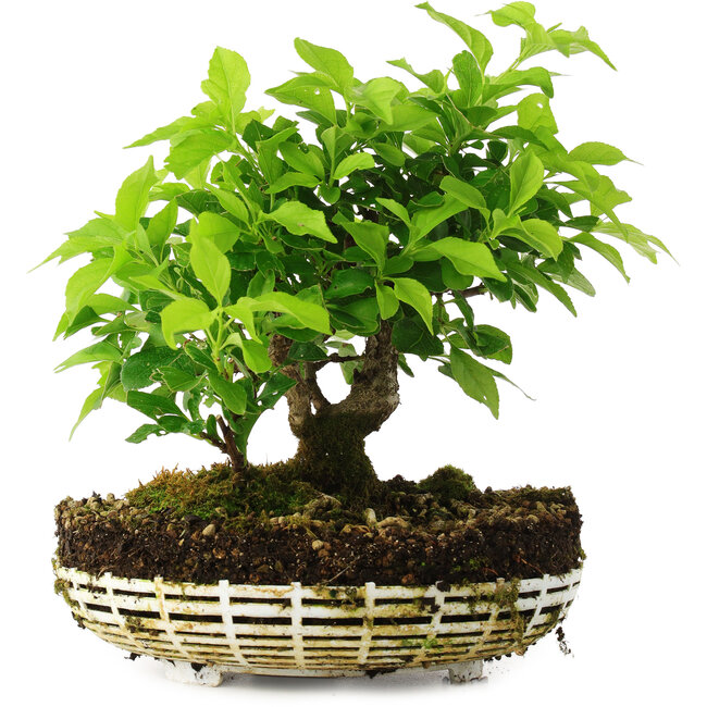 Celastrus orbiculatus, 20 cm, ± 6 years old, personally grown and styled by Mario Komsta himself