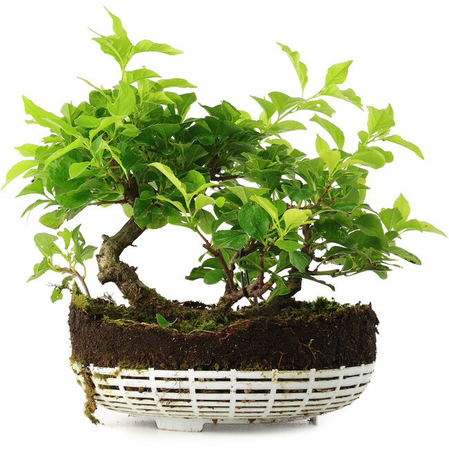 Celastrus orbiculatus, 18 cm, ± 6 años, cultivado a mano y diseñado personalmente por Mario Komsta