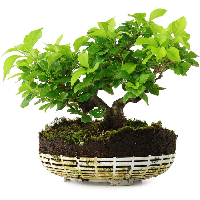 Celastrus orbiculatus, 18 cm, ± 6 años, cultivado y diseñado exclusivamente por Mario Komsta en persona