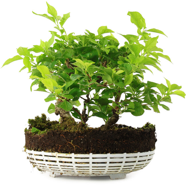 Celastrus orbiculatus, 18 cm, ± 6 años, cultivado a mano y diseñado personalmente por Mario Komsta