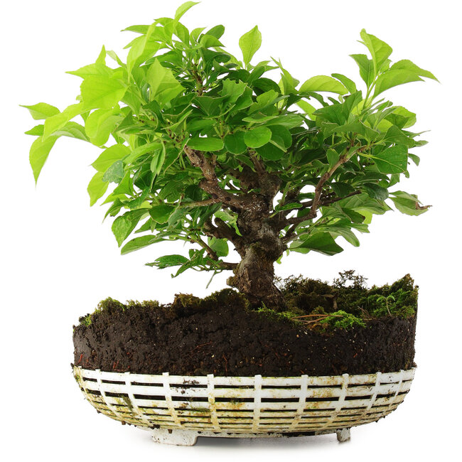 Celastrus orbiculatus, 18 cm, ± 6 años, cultivado y diseñado exclusivamente por Mario Komsta en persona