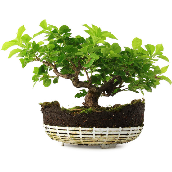 Celastrus orbiculatus, 18 cm, ± 6 años, cultivado y diseñado exclusivamente por Mario Komsta en persona