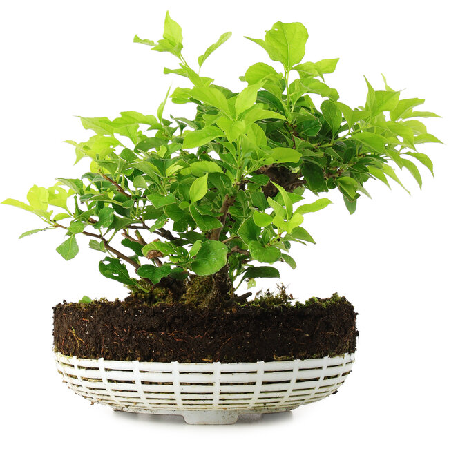 Celastrus orbiculatus, 18 cm, ± 6 years old, hand-grown and styled by Mario Komsta in person