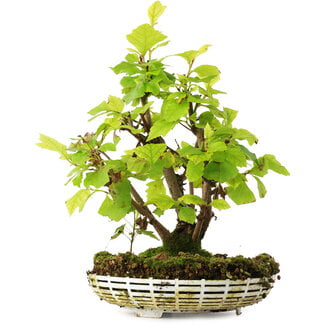  Mario Komsta Acer pseudoplatanus, 24,5 cm, ± 6 anni