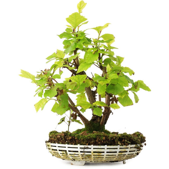 Acer pseudoplatanus, 24,5 cm, ± 6 years old, hand-styled by Mario Komstra