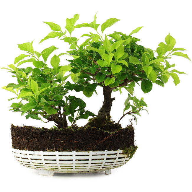 Celastrus orbiculatus, 18 cm, ± 6 años, cultivado a mano y diseñado personalmente por Mario Komsta