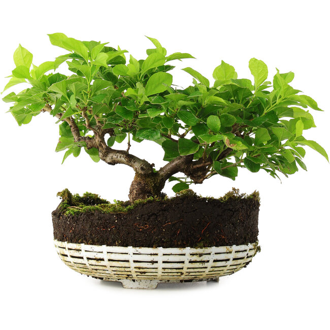 Celastrus orbiculatus, 18 cm, ± 6 años, cultivado y diseñado exclusivamente por Mario Komsta en persona