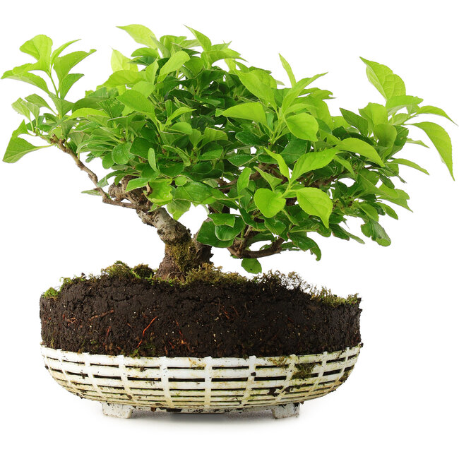 Celastrus orbiculatus, 18 cm, ± 6 años, cultivado y diseñado exclusivamente por Mario Komsta en persona