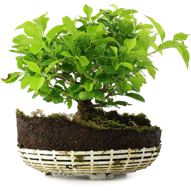 Celastrus orbiculatus, 18 cm, ± 6 ans, cultivé et stylisé exclusivement par Mario Komsta en personne