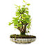 Acer pseudoplatanus, 24,5 cm, ± 6 jaar oud, met de hand gestyled door Mario Komstra