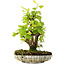 Acer pseudoplatanus, 24,5 cm, ± 6 years old, hand-styled by Mario Komstra