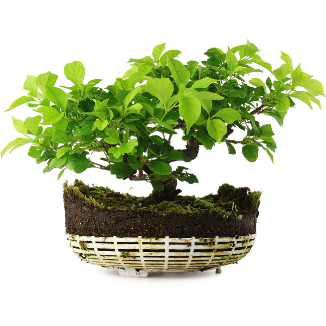 Celastrus orbiculatus, 18 cm, ± 6 años, cultivado y diseñado exclusivamente por Mario Komsta en persona