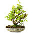 Acer pseudoplatanus, 24,5 cm, ± 6 jaar oud, met de hand gestyled door Mario Komstra