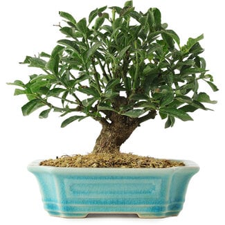  Mario Komsta Euonymus alatus, 16 cm, ± 6 ans