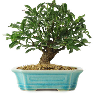  Mario Komsta Euonymus alatus, 16 cm, ± 6 jaar oud