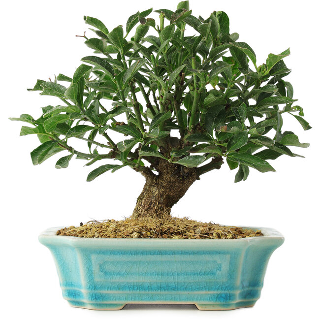 Euonymus alatus, 16 cm, ± 6 jaar oud, met de hand gestyled door Mario Komstra