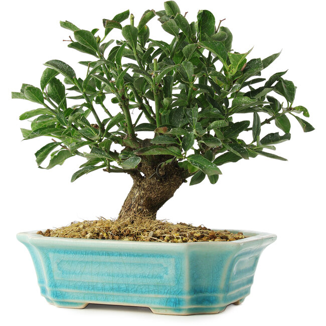 Euonymus alatus, 16 cm, ± 6 anni, coltivato e allestito personalmente da Mario Komsta