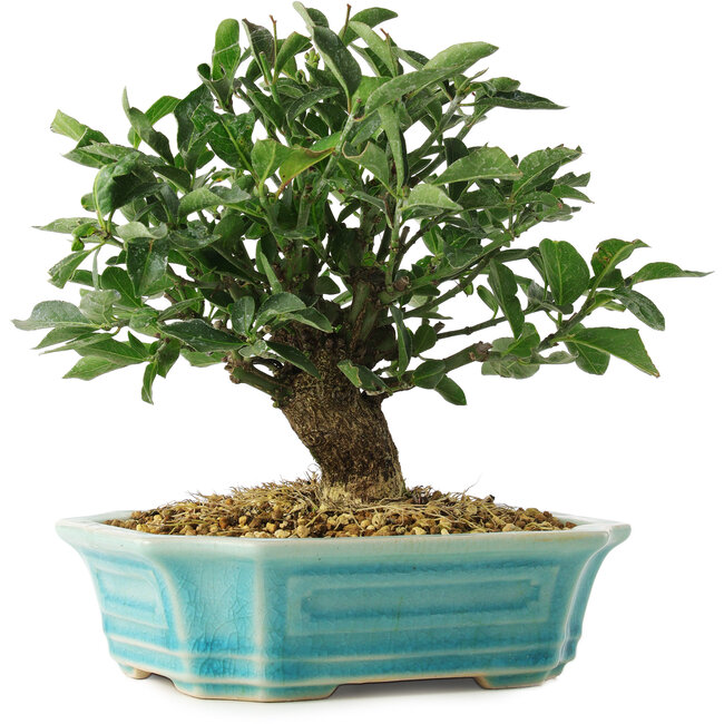 Euonymus alatus, 16 cm, ± 6 ans, cultivé et stylisé personnellement par Mario Komsta lui-même