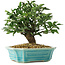 Euonymus alatus, 16 cm, ± 6 jaar oud, persoonlijk gekweekt en gestyled door Mario Komsta zelf