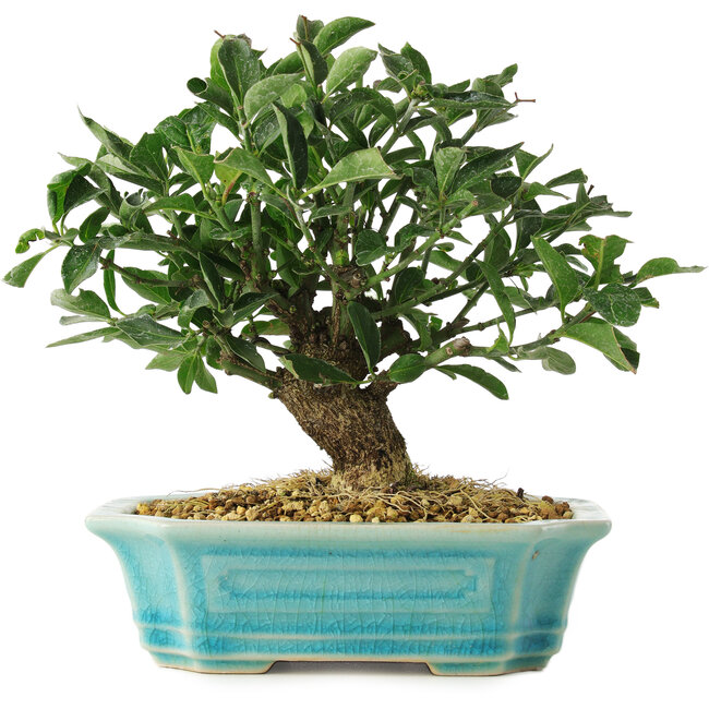 Euonymus alatus, 16 cm, ± 6 años, cultivado y diseñado personalmente por el propio Mario Komsta