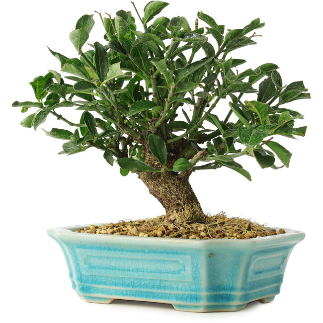 Euonymus alatus, 16 cm, ± 6 years old, personally grown and styled by Mario Komsta himself