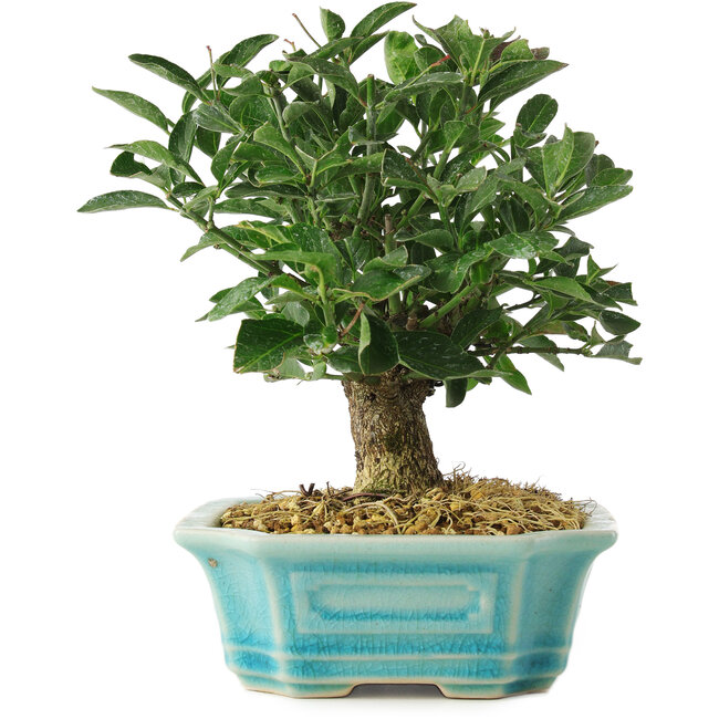 Euonymus alatus, 16 cm, ± 6 ans, cultivé et stylisé personnellement par Mario Komsta lui-même