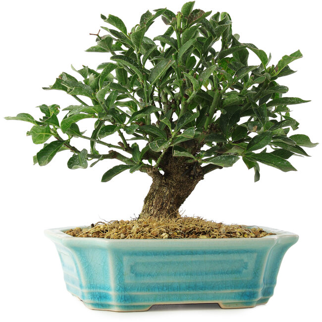 Euonymus alatus, 16 cm, ± 6 anni, coltivato e allestito personalmente da Mario Komsta