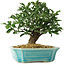 Euonymus alatus, 16 cm, ± 6 jaar oud, persoonlijk gekweekt en gestyled door Mario Komsta zelf