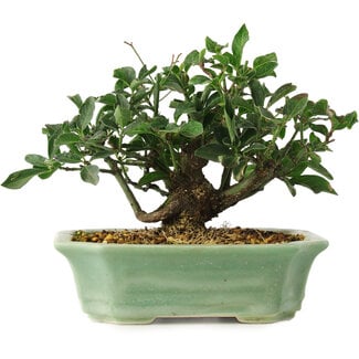  Mario Komsta Euonymus alatus, 13 cm, ± 6 ans