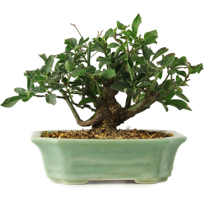 Euonymus alatus, 13 cm, ± 6 años, cultivado y diseñado exclusivamente por Mario Komsta en persona