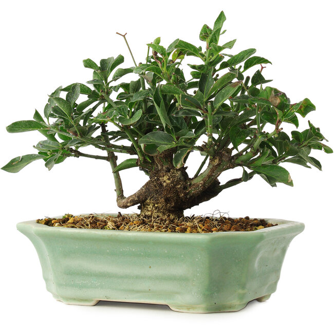 Euonymus alatus, 13 cm, ± 6 jaar oud, exclusief gekweekt en gestyled door Mario Komsta persoonlijk