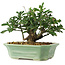 Euonymus alatus, 13 cm, ± 6 ans, cultivé et stylisé exclusivement par Mario Komsta en personne