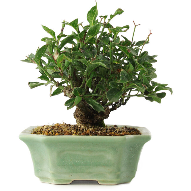Euonymus alatus, 13 cm, ± 6 jaar oud, exclusief gekweekt en gestyled door Mario Komsta persoonlijk