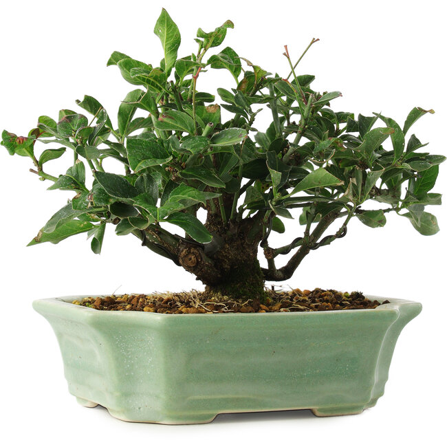Euonymus alatus, 13 cm, ± 6 ans, cultivé et stylisé exclusivement par Mario Komsta en personne