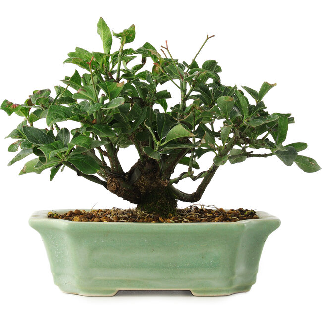 Euonymus alatus, 13 cm, ± 6 anni, coltivato e allestito esclusivamente da Mario Komsta in persona