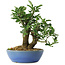 Euonymus alatus, 18 cm, ± 6 jaar oud, zorgvuldig met de hand gestyled en gekweekt door Mario Komsta zelf