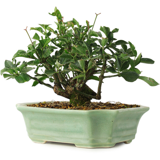 Euonymus alatus, 13 cm, ± 6 jaar oud, exclusief gekweekt en gestyled door Mario Komsta persoonlijk