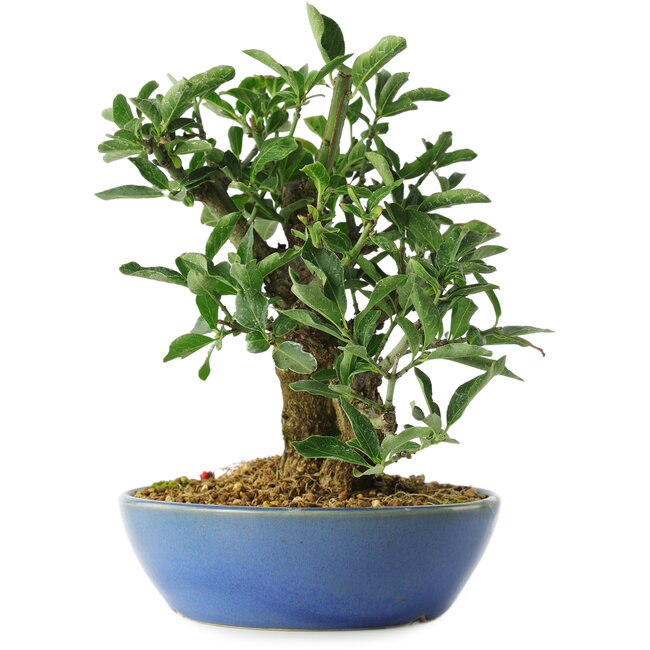 Euonymus alatus, 18 cm, ± 6 years old, carefully hand-styled and grown by Mario Komsta himself