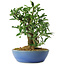 Euonymus alatus, 18 cm, ± 6 years old, hand-styled by Mario Komstra